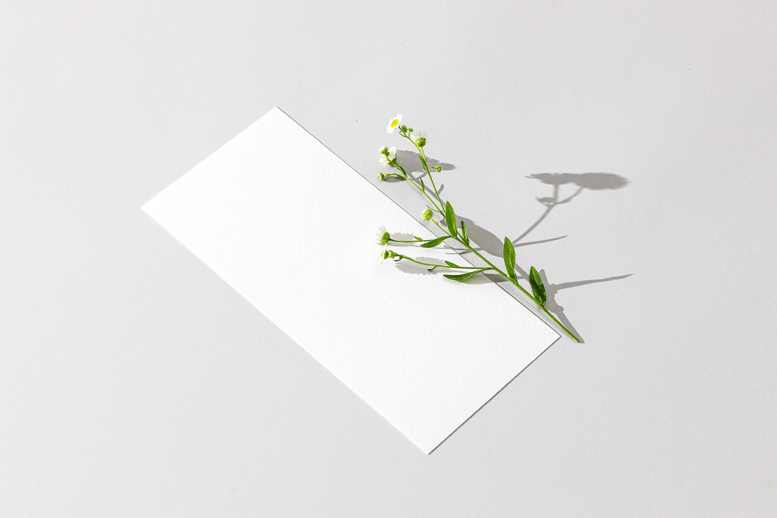 Perspective View DL-Size Flyer With Flower on Clean Surface Mockup FREE PSD