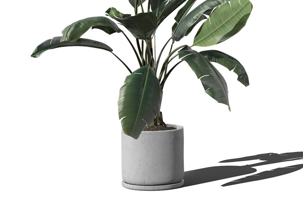 Front View of Ficus in Minimal Pot Mockup FREE PSD