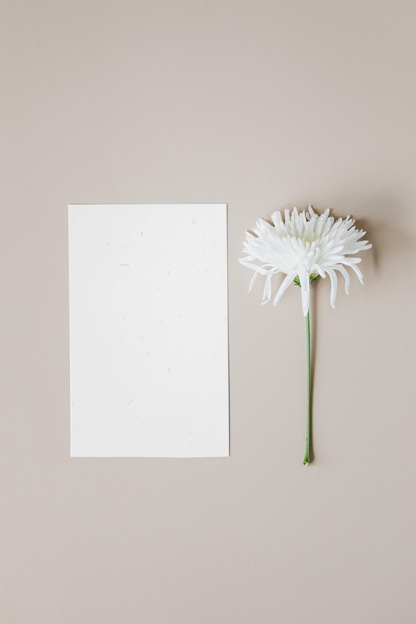Elegant Vertical Paper Card Mockup with Daisy FREE PSD
