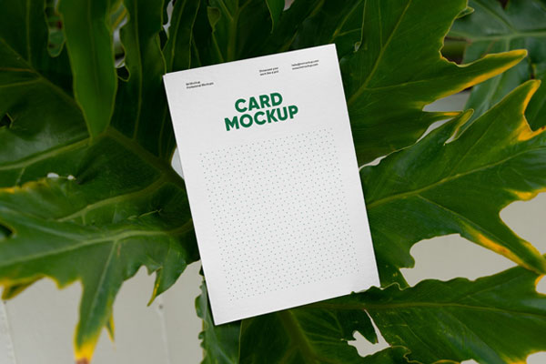 Perspective Vision of Card Mockup Between Ficus FREE PSD