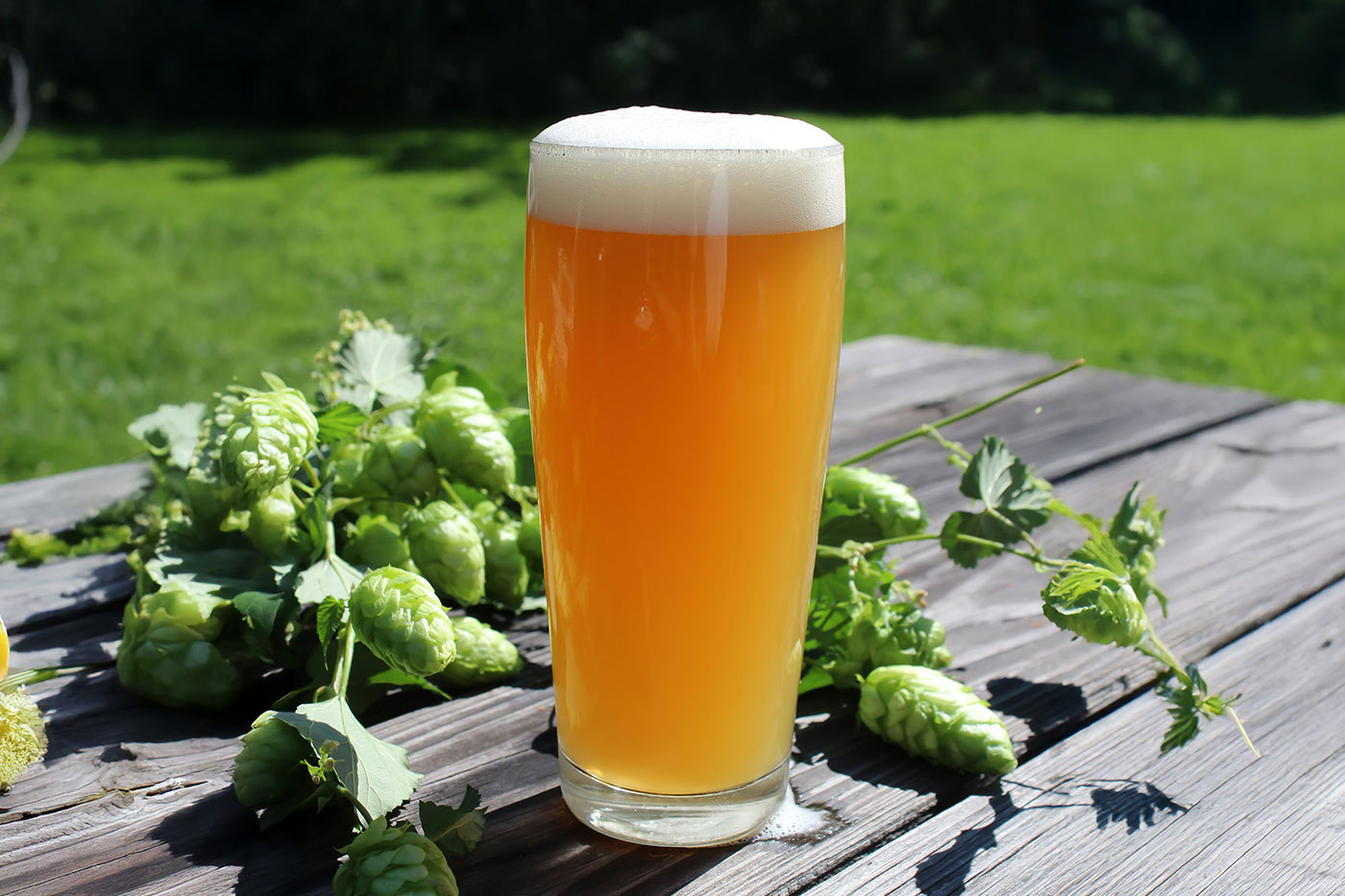 Free Beer Pint with Hops Mockup PSD Template